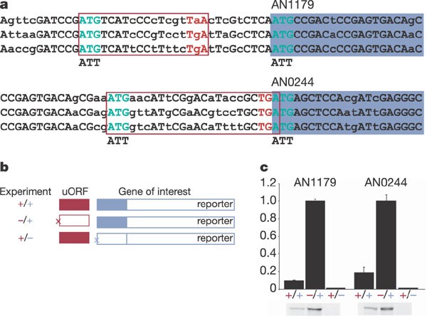 Figure 7: 
                        Prediction and validation of conserved uORFs.
                      