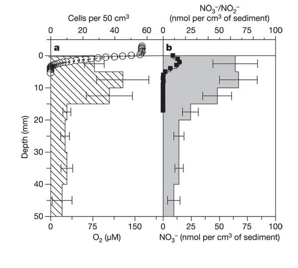 Evidence for complete denitrification in benthic foraminifer | Nature