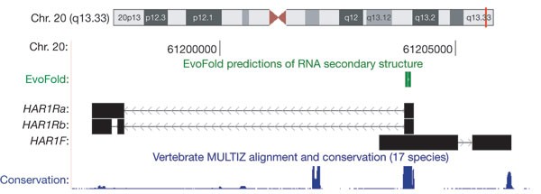 An Rna Gene Expressed During Cortical Development Evolved Rapidly In Humans Nature