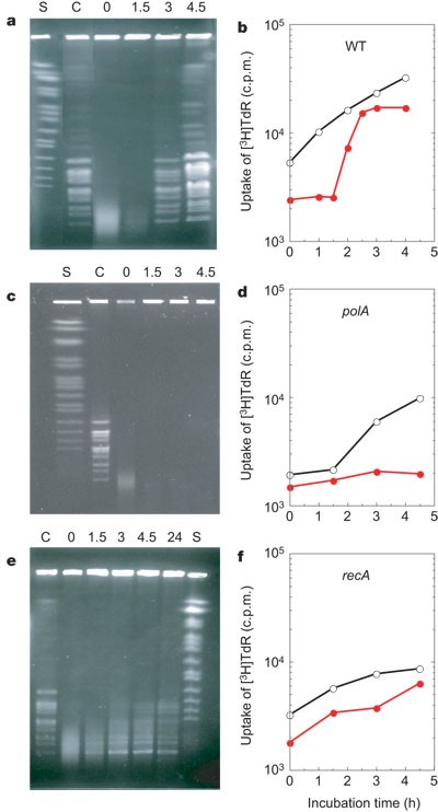 Ringlike Structure of the Deinococcus radiodurans Genome: A Key to