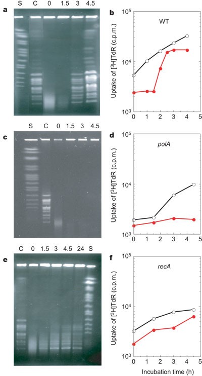 Deinococcus radiodurans — the consummate survivor