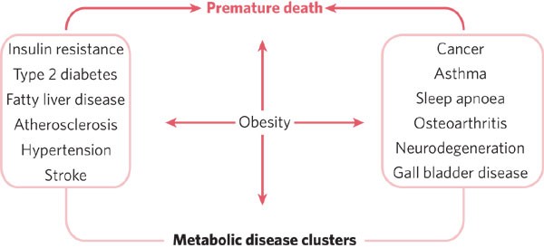 Lynch Lab  Immunometabolism at the Crossroads of Obesity and