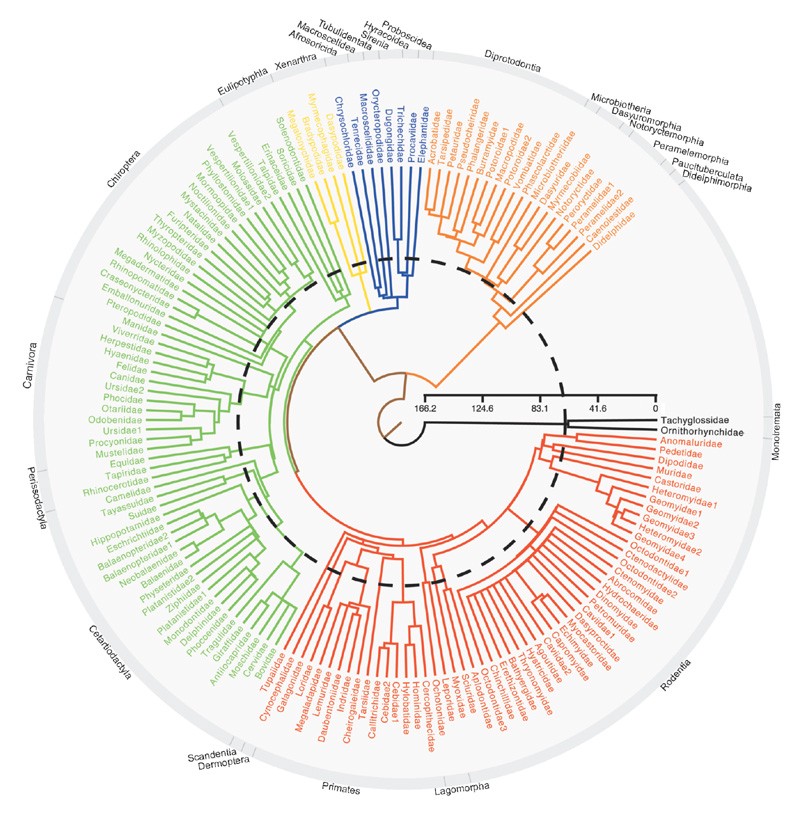 The Delayed Rise Of Present Day Mammals Nature