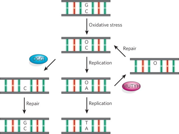 Base-excision repair of oxidative DNA damage | Nature