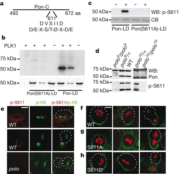 Polo Inhibits Progenitor Self Renewal And Regulates Numb Asymmetry By Phosphorylating Pon Nature Polo Inhibits Progenitor Self Renewal And Regulates Numb Asymmetry By Phosphorylating Pon Nature