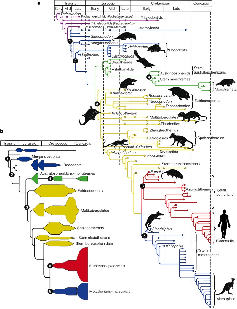 PDF) The origin and early evolution of metatherian mammals: The Cretaceous record