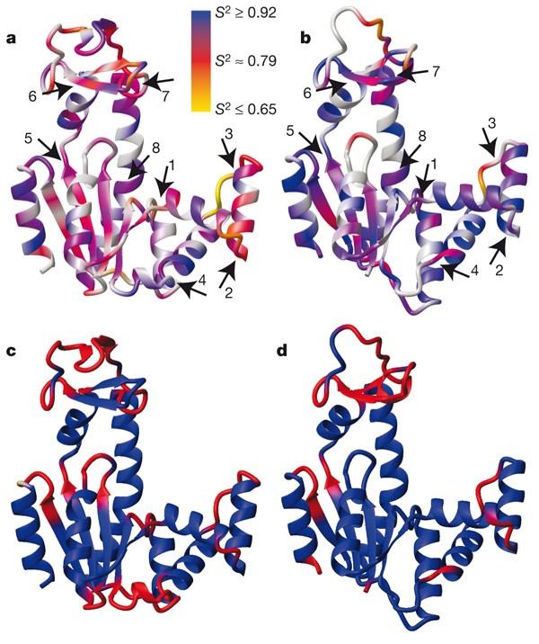 A hierarchy of timescales in protein dynamics is linked to enzyme catalysis