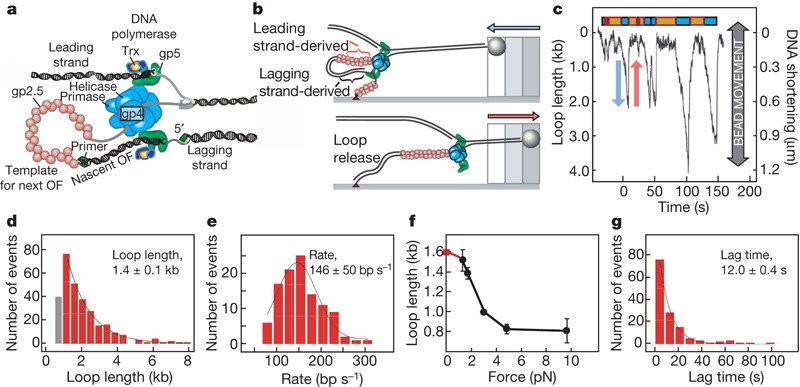 Dynamics Of Dna Replication Loops Reveal Temporal Control Of Lagging Strand Synthesis Nature