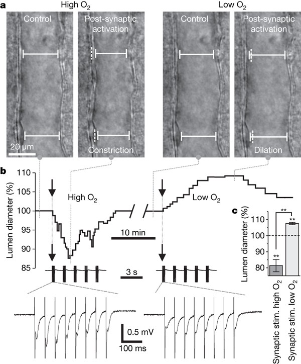 Brain Metabolism Dictates The Polarity Of Astrocyte Control