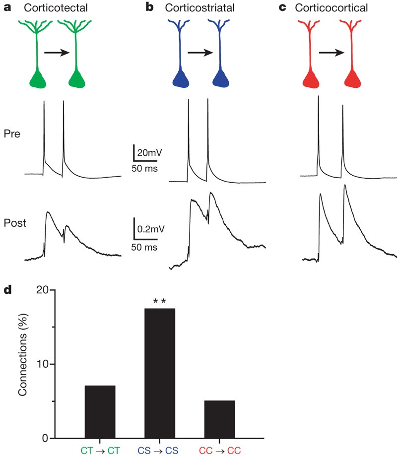 Intracortical circuits of pyramidal neurons reflect their long