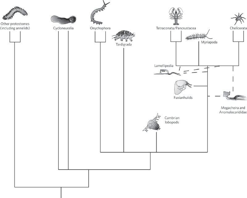 Phylogeny of Higher Taxa in Insecta: Finding Synapomorphies in the Extant Fauna and Separating Them from Homoplasies