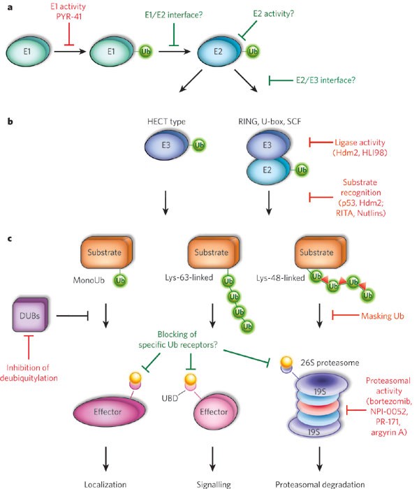 Reviving Ubiquitination Machinery Could Conquer Cancer Therapy Resistance