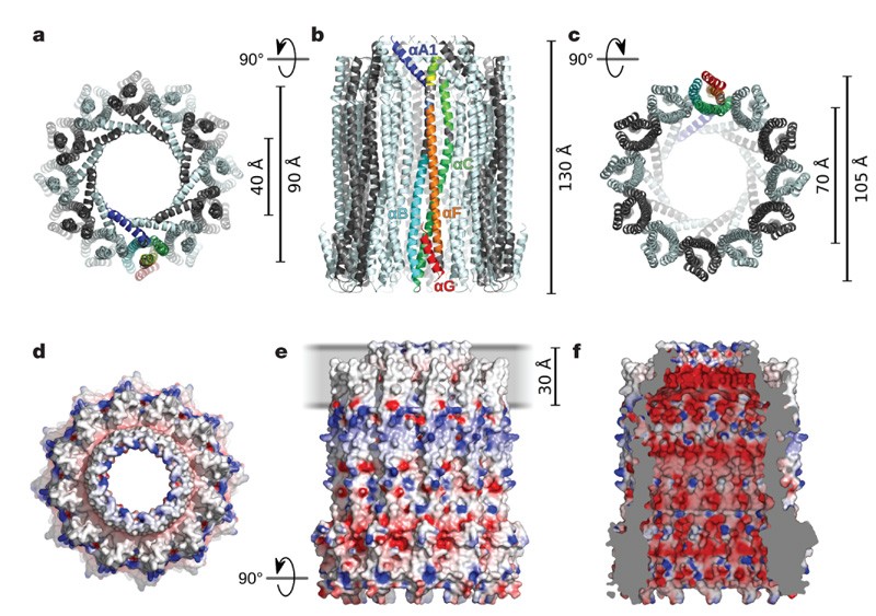 The structure of a cytolytic α-helical toxin pore reveals its assembly  mechanism | Nature