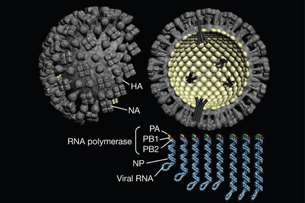 GIANT MICROBES-SWINE FLU-Stuffed Plush Influenza Pandemic Pig Virus H1N1 Biology 