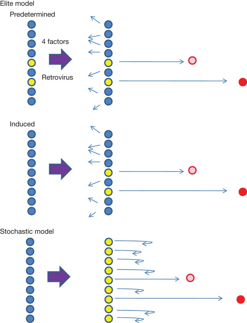 Elite And Stochastic Models For Induced Pluripotent Stem Cell