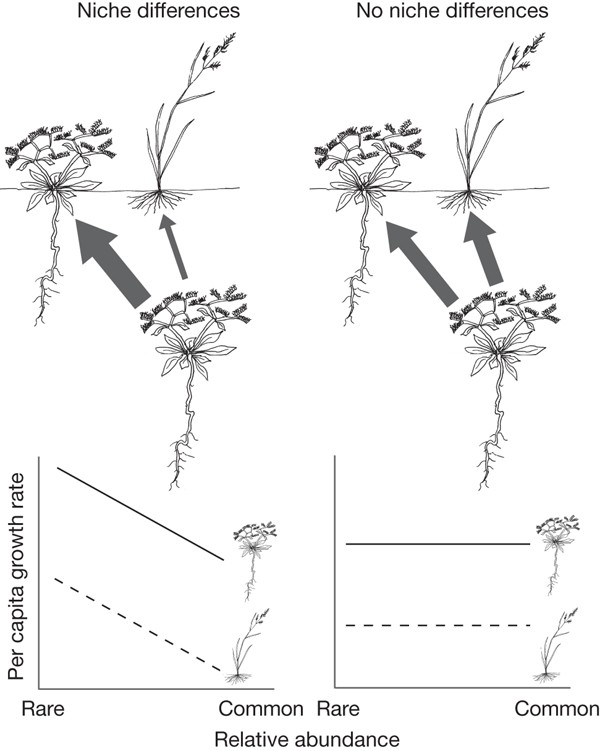 The Importance Of Niches For The Maintenance Of Species - 