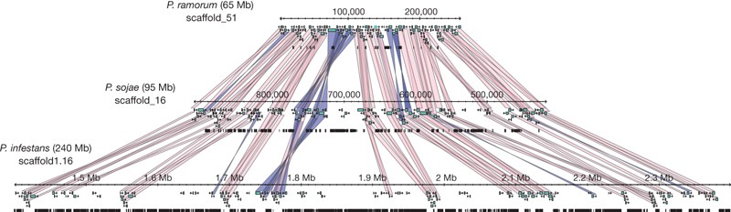 Figure 1: Repeat-driven genome expansion in  Phytophthora infestans. 
