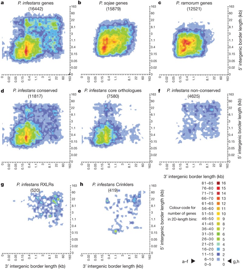 Figure 2: The  P. infestans  genome shows an unusual distribution of intergenic region lengths.