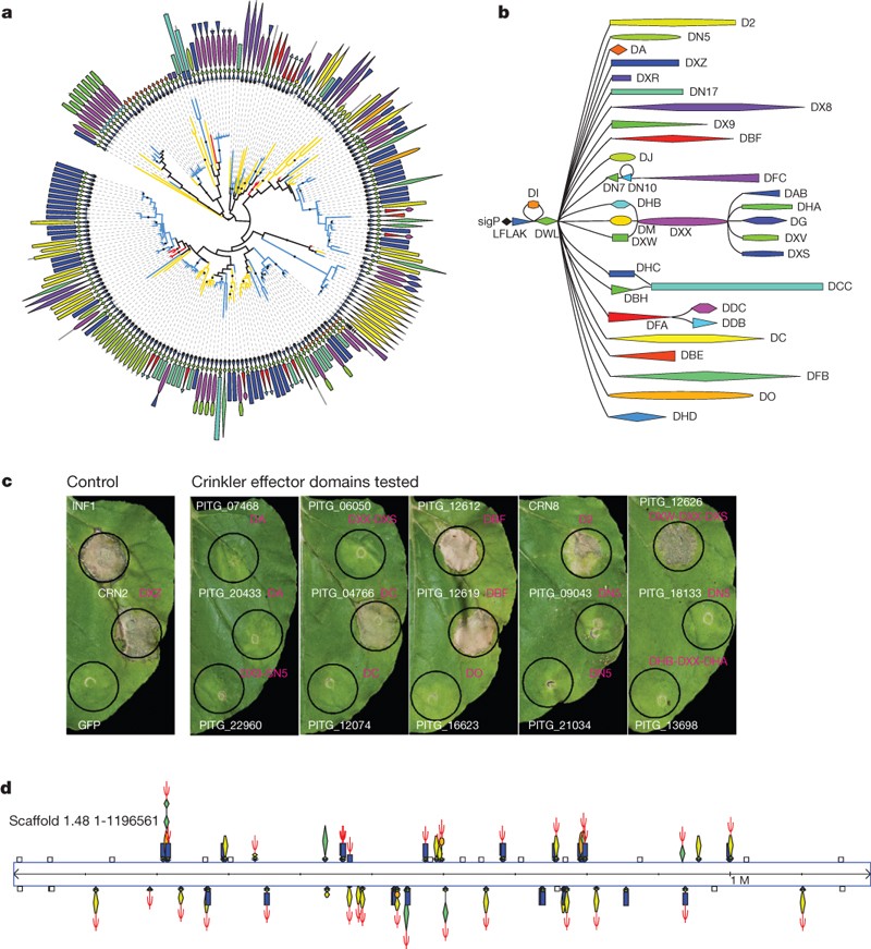 Figure 3: Diverse Crinkler (CRN) families exhibit necrosis phenotypes  in planta. 