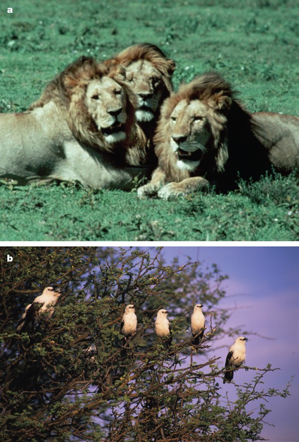 Cooperation between non-kin in animal societies | Nature