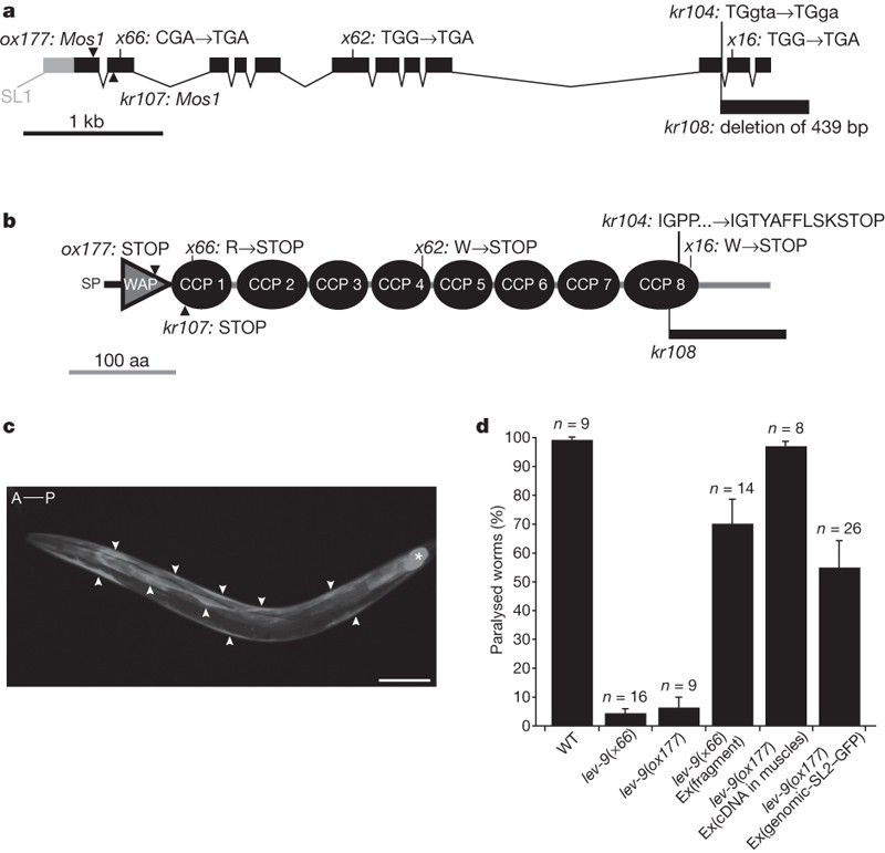 A Secreted Complement Control Related Protein Ensures Acetylcholine Receptor Clustering Nature