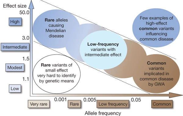 allele frequency GWAS