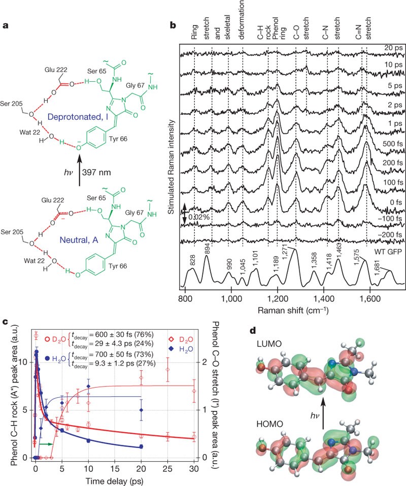 Mapping GFP structure evolution during proton transfer with femtosecond  Raman spectroscopy | Nature