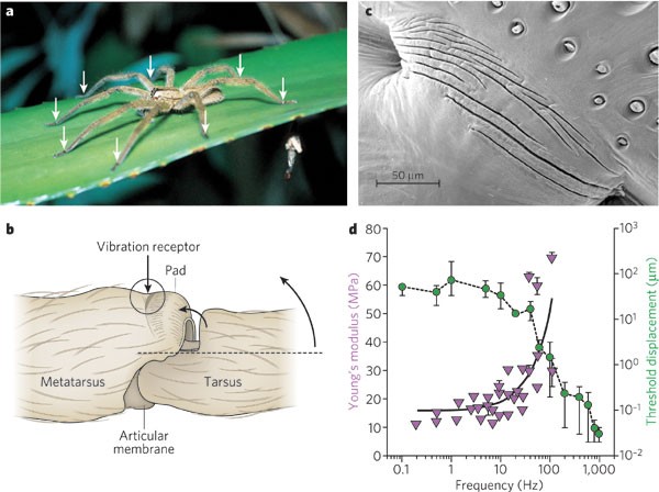 Biomaterial for mechanosensing and actuation | Nature