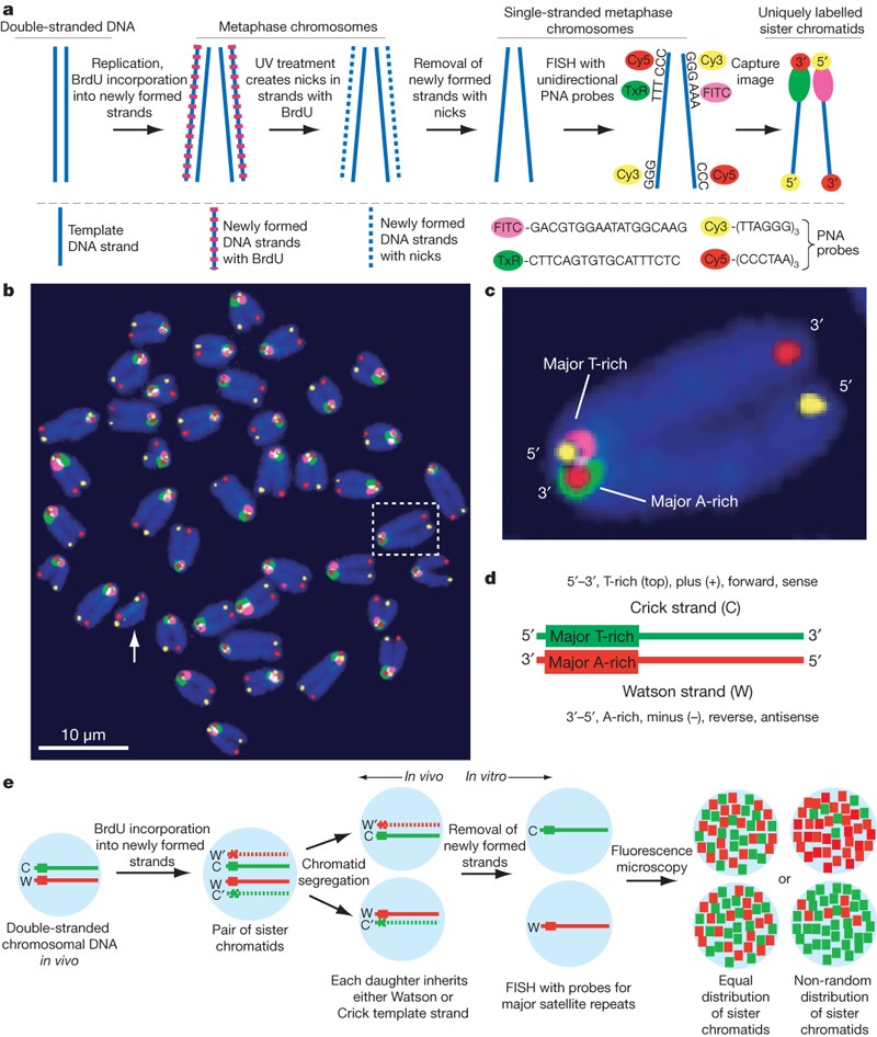 Identification Of Sister Chromatids By Dna Template Strand Sequences Nature