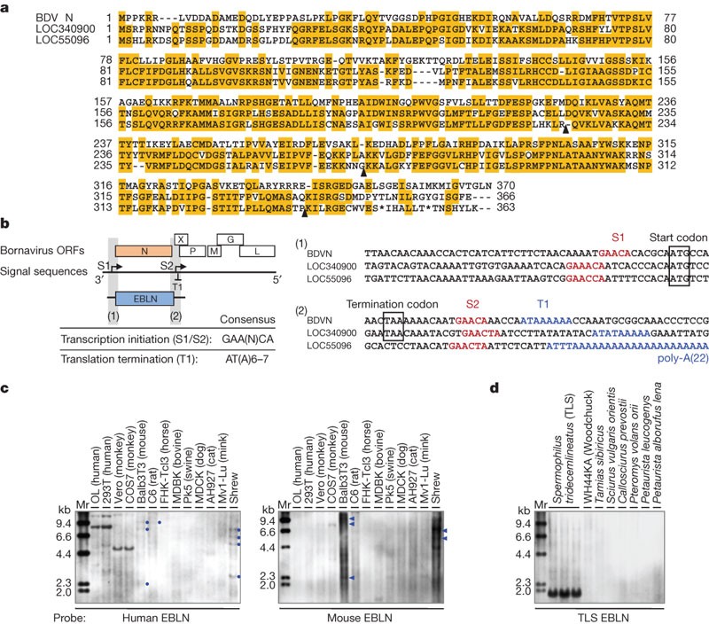 Endogenous non-retroviral RNA virus elements in mammalian genomes ...
