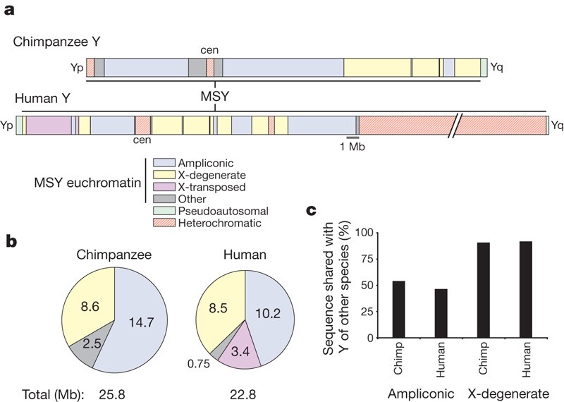 Chimpanzee and human Y chromosomes are remarkably divergent in structure  and gene content | Nature