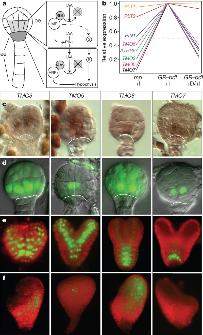 MONOPTEROS controls embryonic root initiation by regulating a mobile  transcription factor | Nature