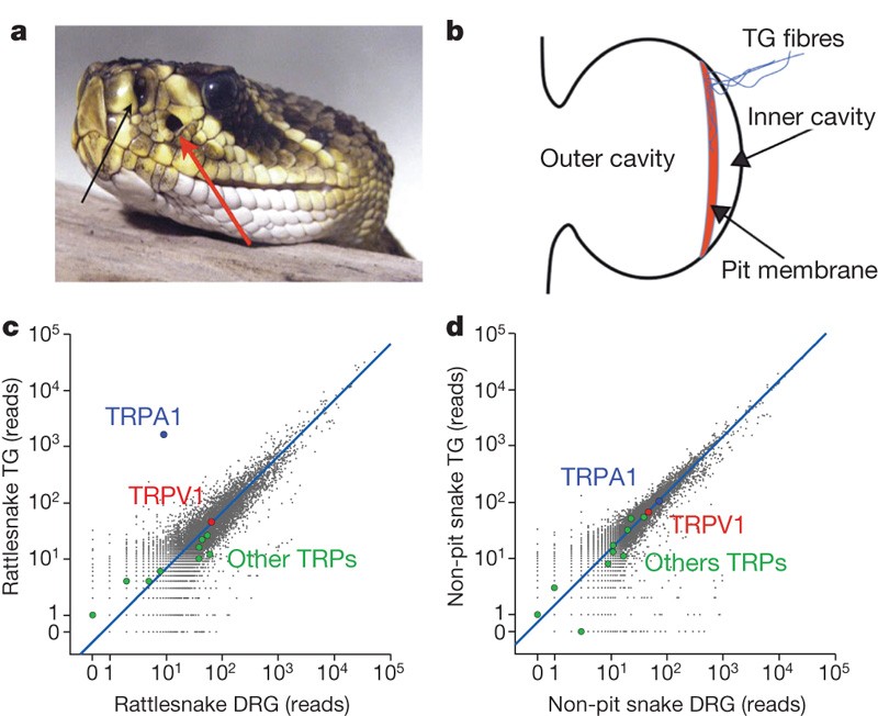 molecular basis of infrared detection by snakes nature viper diagram snake muscular diagram wiring diagram