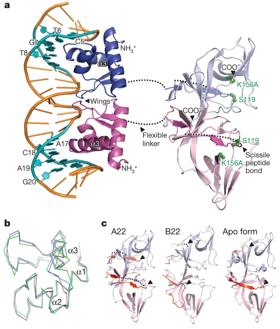 Structure of the LexA–DNA complex and implications for SOS box measurement  | Nature