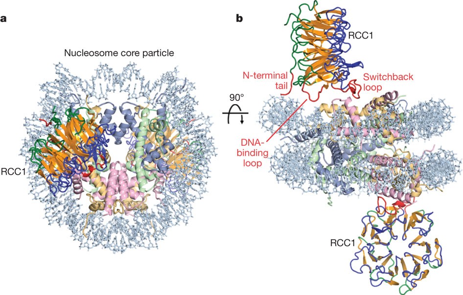 Structure of RCC1 chromatin factor bound to the nucleosome core ...