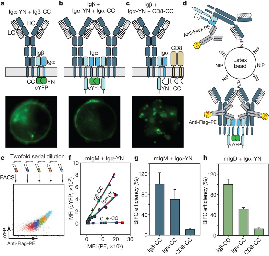 Oligomeric Organization Of The B Cell Antigen Receptor On Resting Cells Nature Oligomeric Organization Of The B Cell Antigen Receptor On Resting Cells Nature