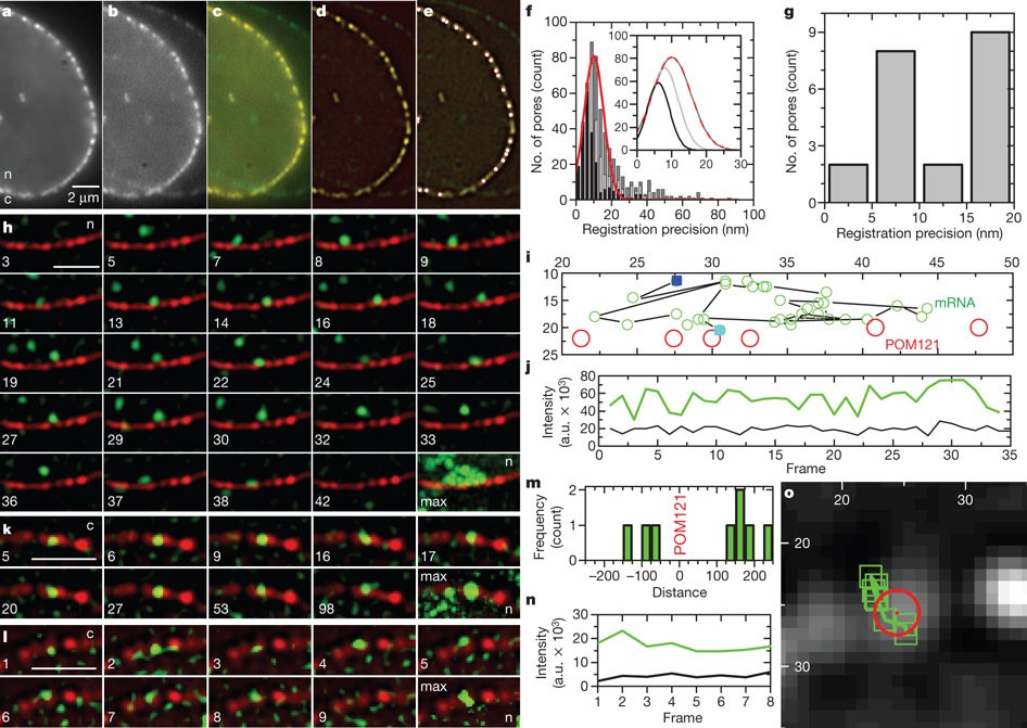 In Vivo Imaging Of Labelled Endogenous B Actin Mrna During Nucleocytoplasmic Transport Nature