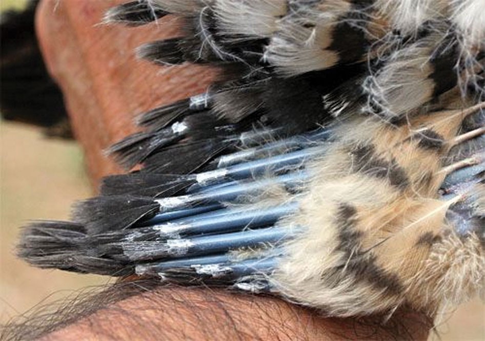 Wild Turkey Tail Feather Stock Photo - Download Image Now