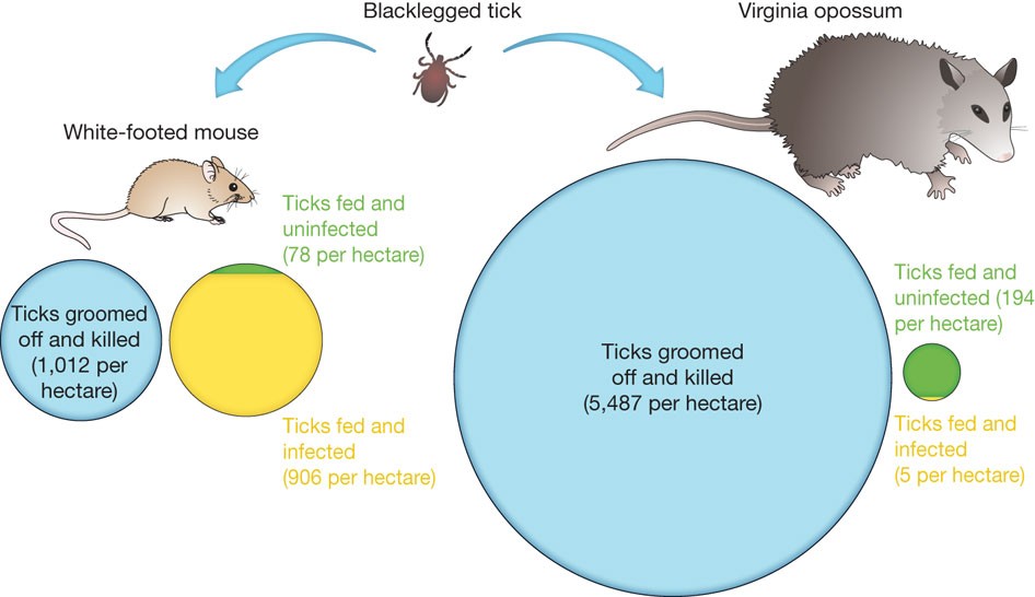 Impacts of biodiversity on the emergence and transmission of infectious  diseases | Nature