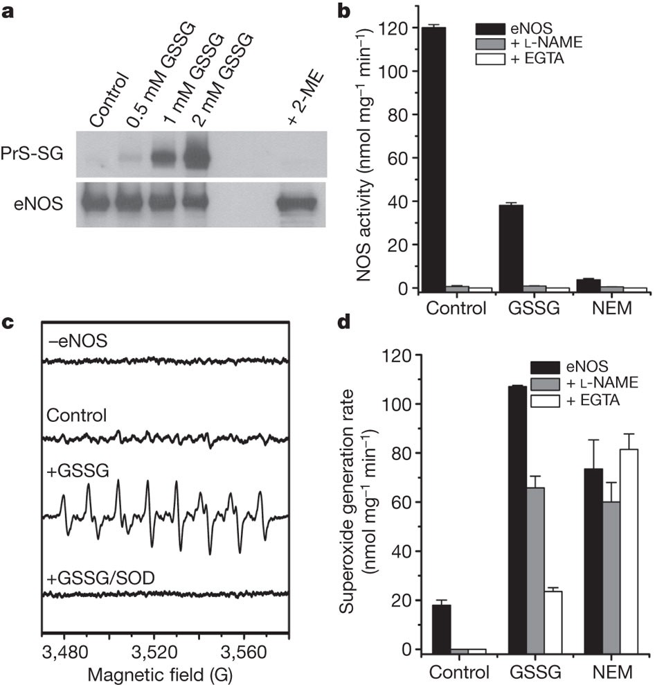 S-glutathionylation uncouples eNOS and regulates its cellular and vascular  function | Nature