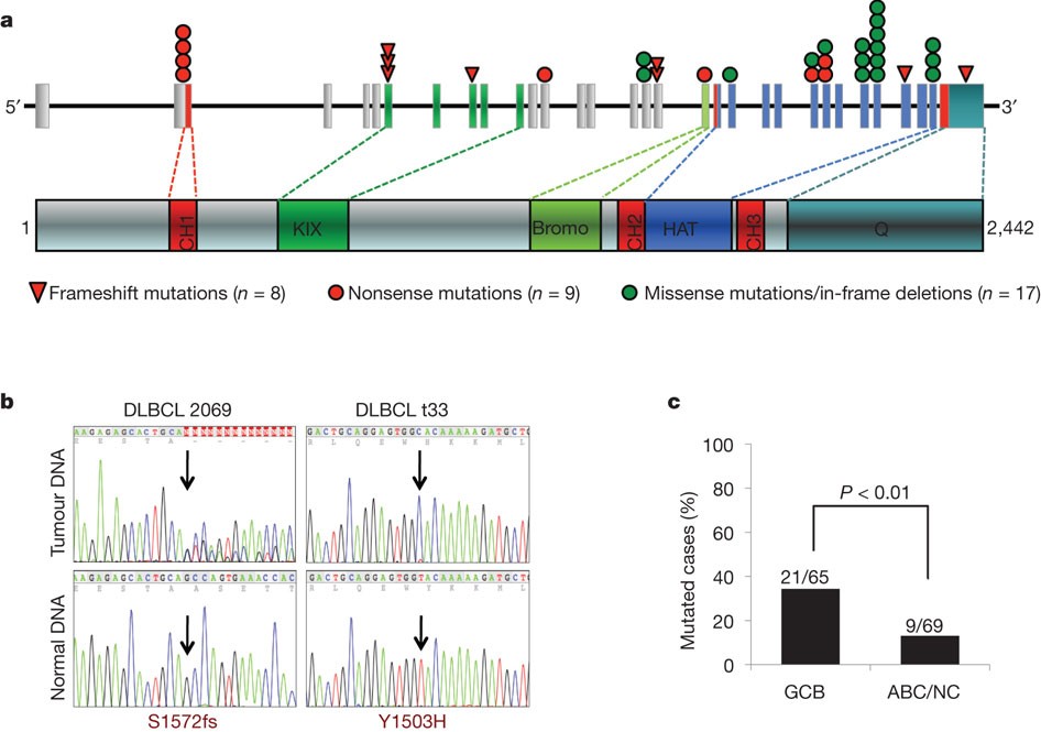 Microdeletions and mutations of CREBBP (CBP) gene can cause