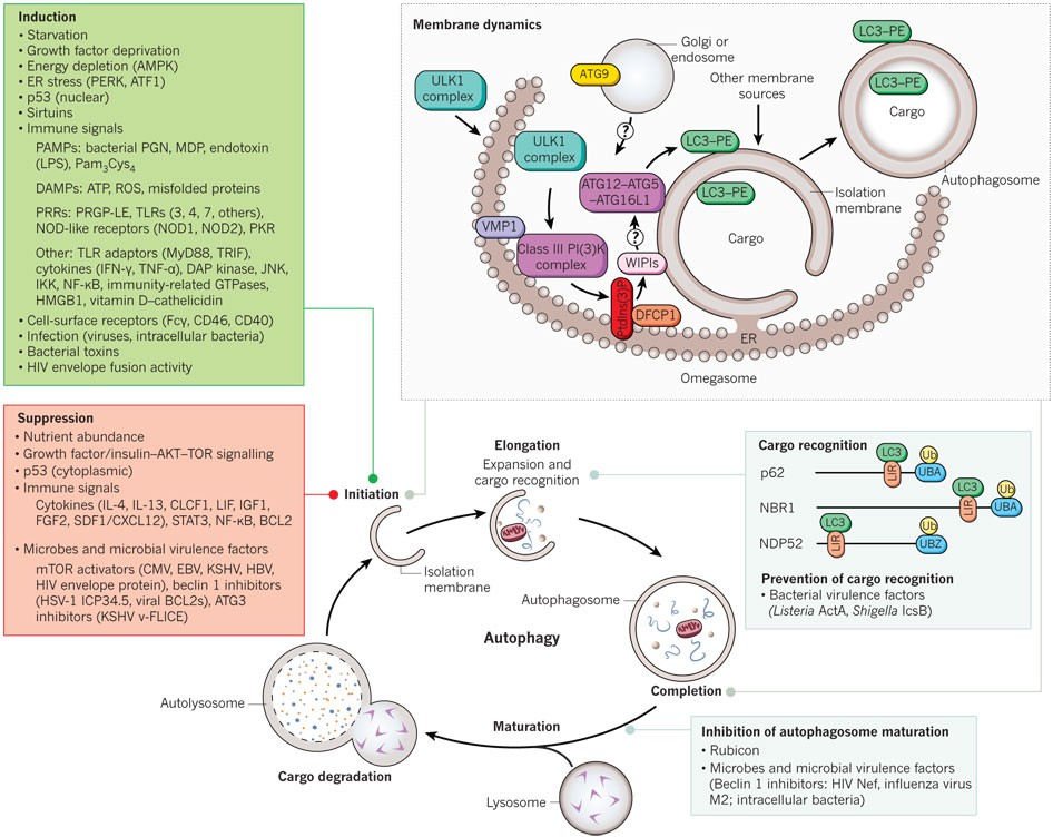 Full article: Interactions of Autophagy and the Immune System in Health and  Diseases