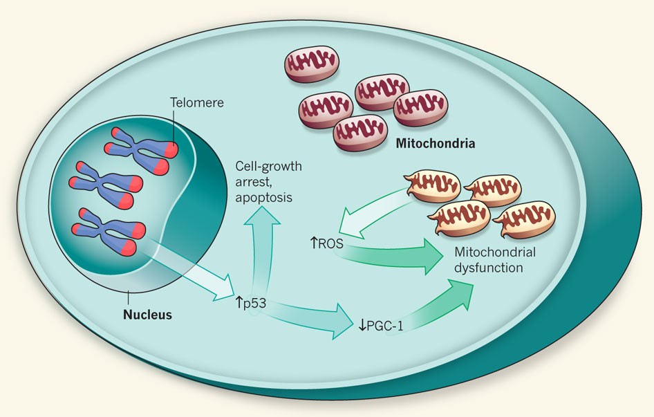 Кольцевая хромосома в митохондриях. Mitochondria in Cell. P53 Protein. Репродукция вирусов в митохондриях. Cell Nucleus DNA.