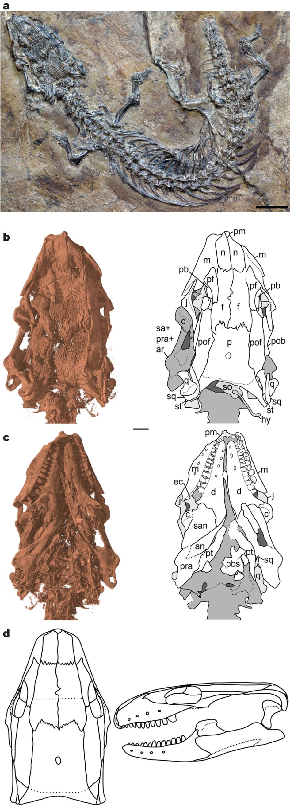 Eocene lizard from Germany reveals amphisbaenian origins | Nature