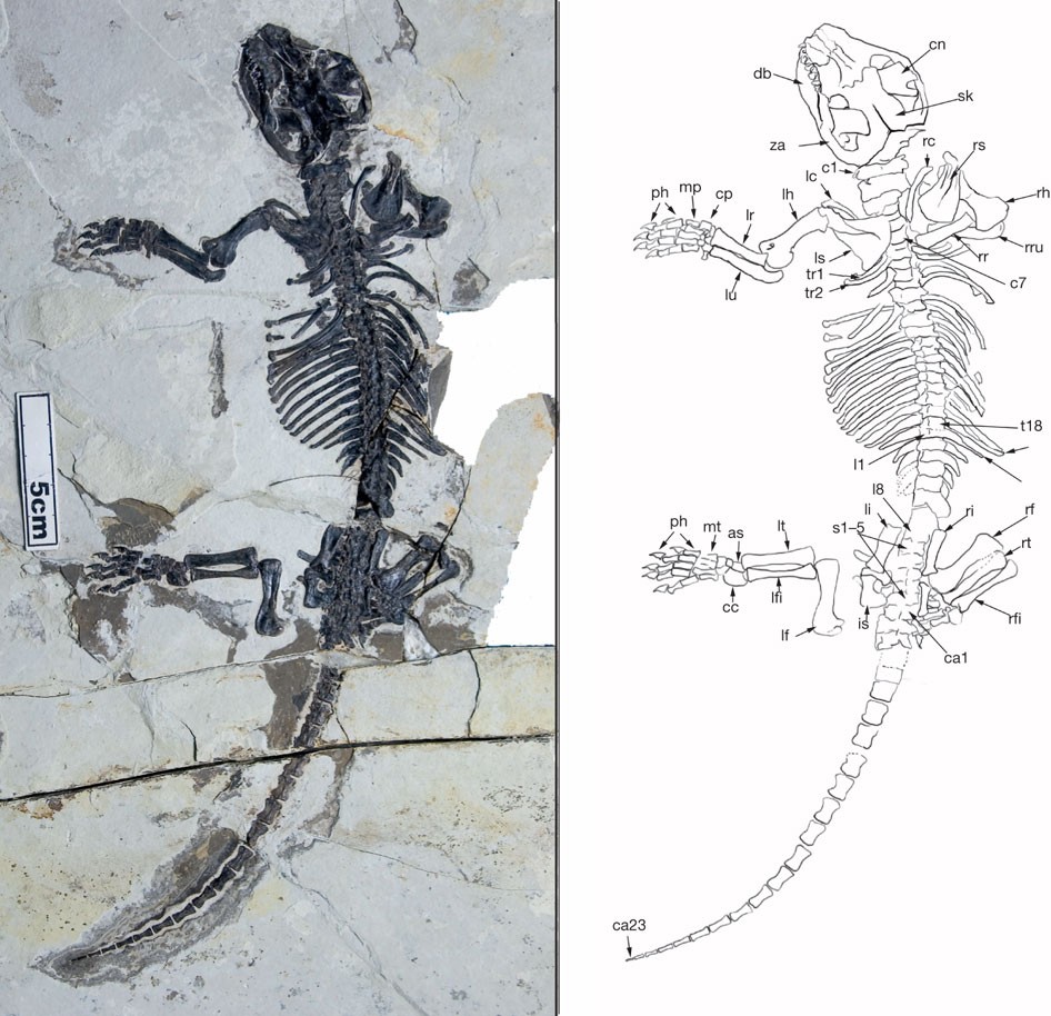 Transitional Mammalian Middle Ear From A New Cretaceous Jehol Eutriconodont Nature
