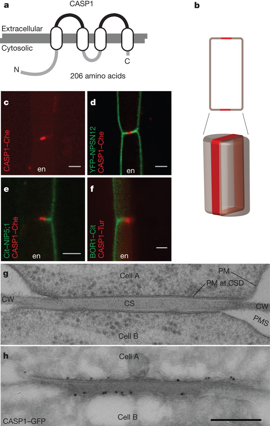 A Novel Protein Family Mediates Casparian Strip Formation In The Endodermis Nature