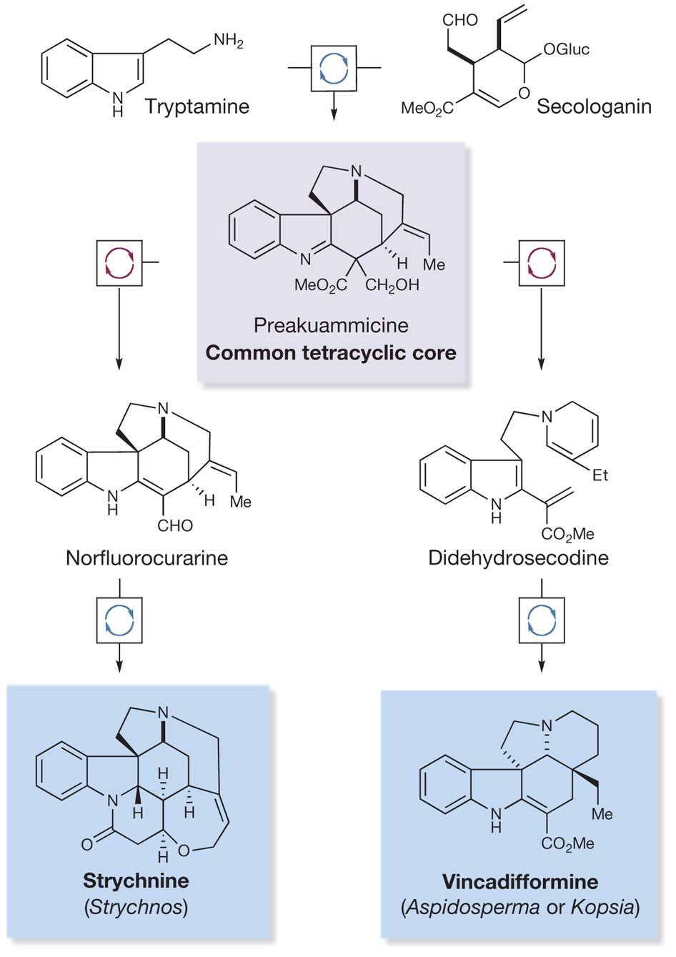 Collective Synthesis Of Natural Products By Means Of - 