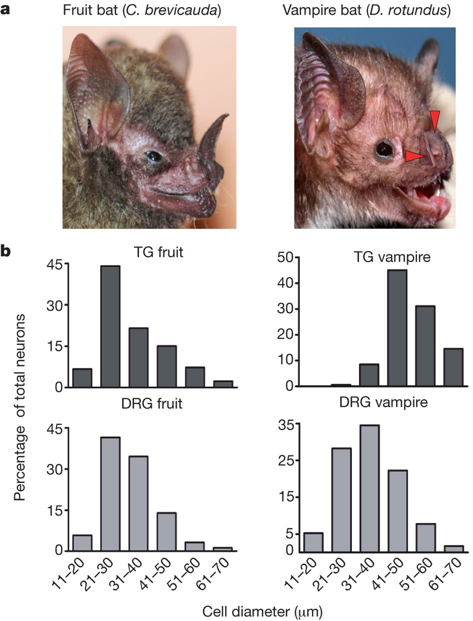 Ganglion-specific splicing of TRPV1 underlies infrared sensation in vampire  bats | Nature