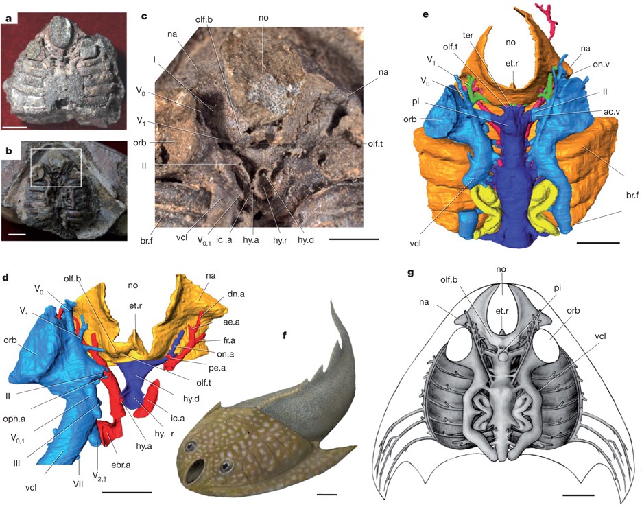 Fossil jawless fish from China foreshadows early jawed vertebrate anatomy |  Nature
