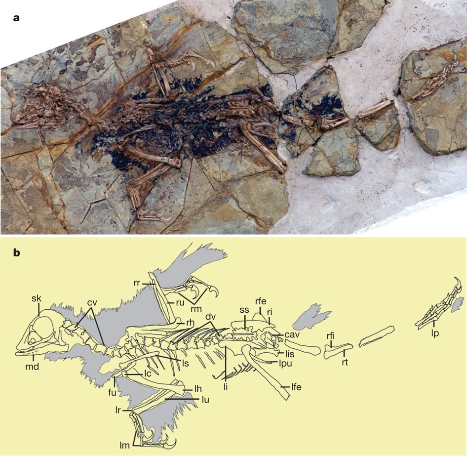 An Archaeopteryx-like theropod from China and the origin of Avialae | Nature